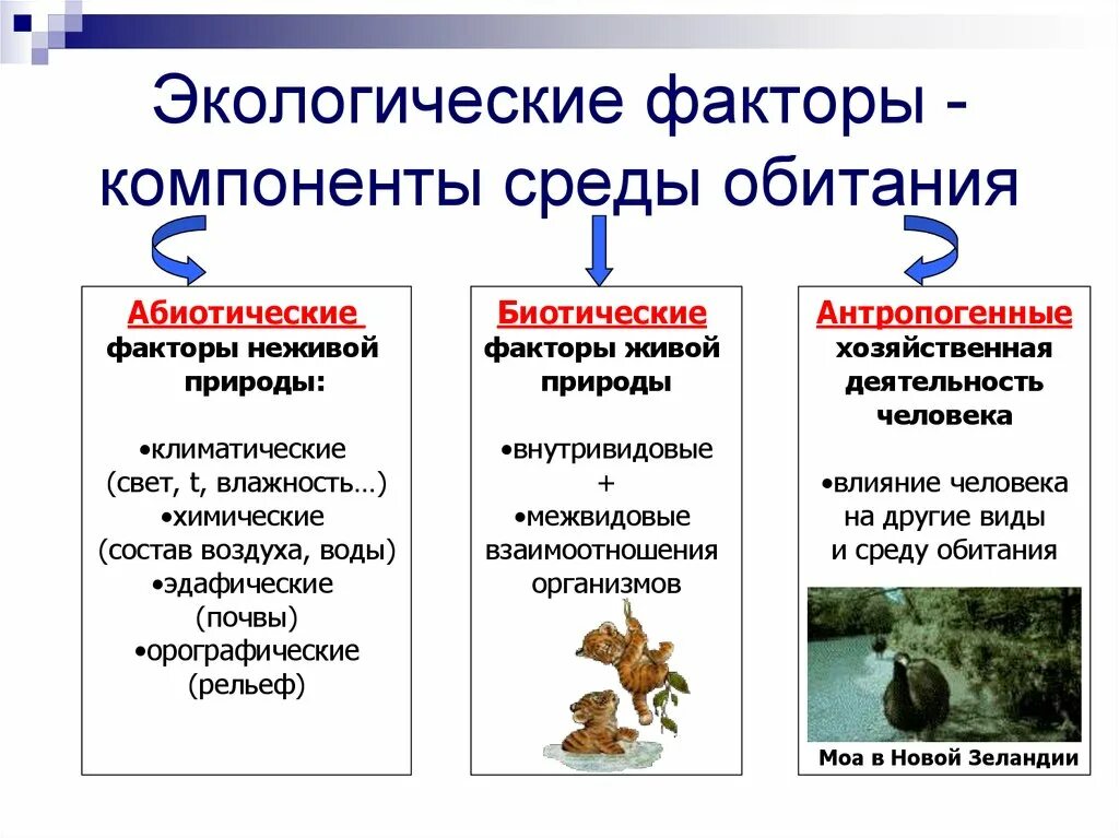 Приведите примеры изменений условий среды. Абиотические факторы- это экологические факторы среды. Среда обитания и факторы среды экология. Экологические факторы среды обитания живых организмов. Среда обитания организмов экологические факторы.