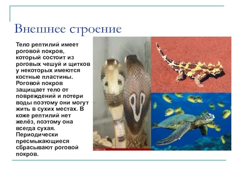 внешнее строение рептилии 7 класс биология. биология 7 класс таблица земноводные и пресмыкающиеся. пресмыкающиеся роговой покров. рептилии таблица 7 класс. класс пресмыкающиеся внешнее строение.