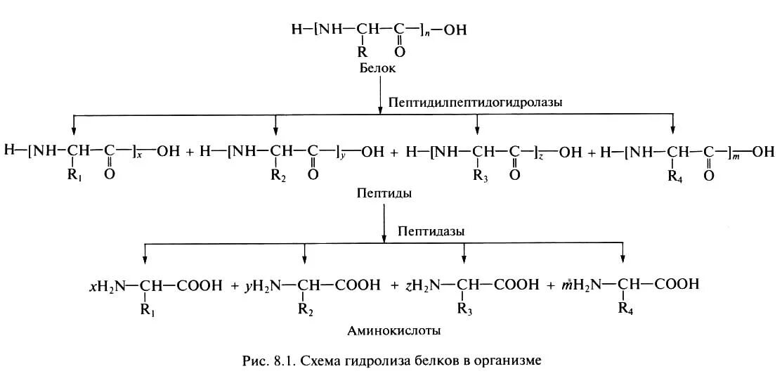 Схема распада белков. Разложение белков реакция. Гидролиз белков реакция. Реакции распада аминокислот.
