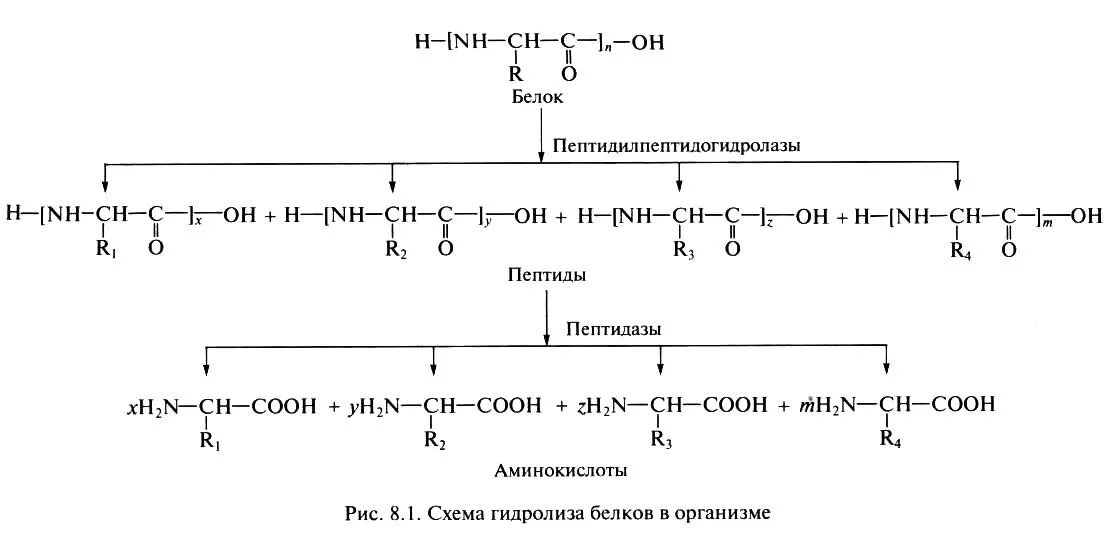 Гидролиз белков происходит. Схема распада белков. Разложение белков реакция. Гидролиз белков реакция. Реакции распада аминокислот.