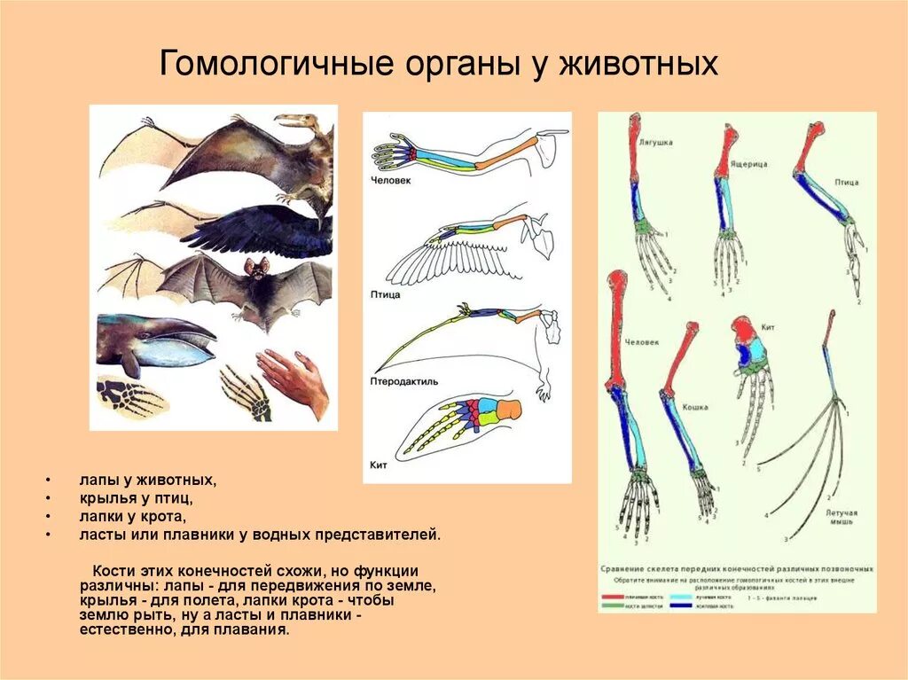 Конечности пчелы и кузнечика ласты дельфина. Гомологичные и аналогичные органы доказательства эволюции. Примеры гомологичных органов у животных. Гомологичные органы это биология 11 класс. Гомологичные конечности животных.