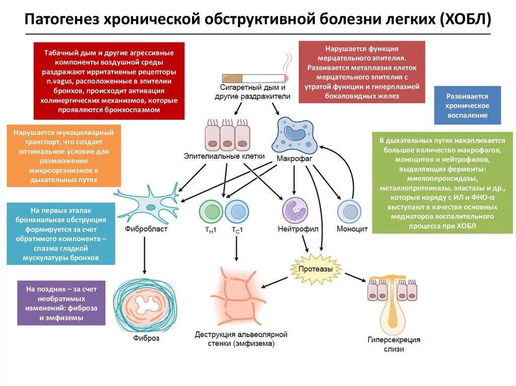 Хроническим заболеванием дыхательных. Обструктивная болезнь легких патогенез. Хроническая болезнь легких патогенез. Механизм развития эмфиземы при ХОБЛ. Хроническая обструктивная болезнь лёгких патогенез.