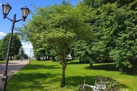 Дерево новгорода