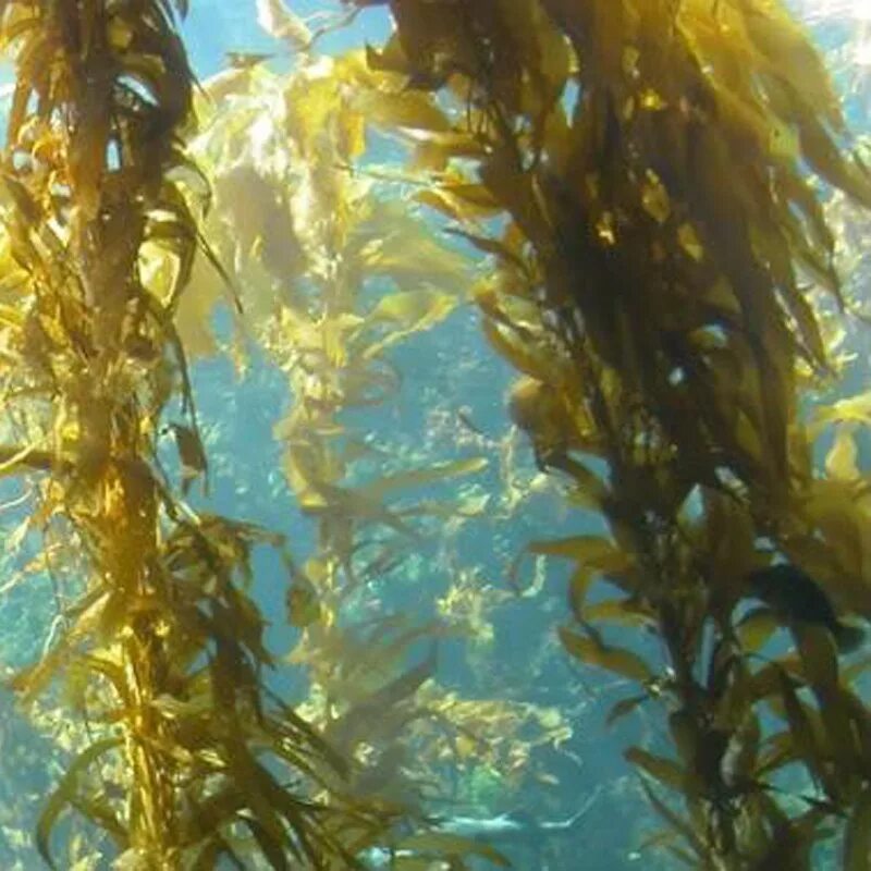 Бурые водоросли являются самыми глубоководными водорослями. Аскофиллум водоросль. Аскофиллум узловатый. Ламинария курчавая. Исландский келп морские водоросли.