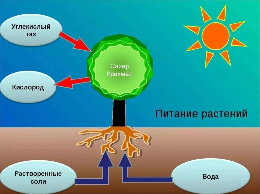 Схема как происходит дыхание растений. Питание растений. Как питаются растения. Схема питания растений. Процесс питания растений.