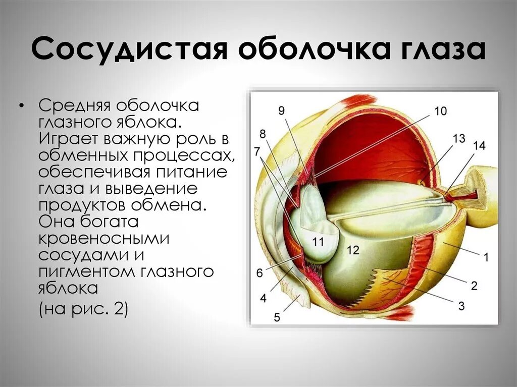 Характеристика сосудистой оболочки. Оболочки и структуры глазного яблока. Сосудистая оболочка глаза анатомия. Наружная и средняя оболочка глаза. Строение оболочек глаза.