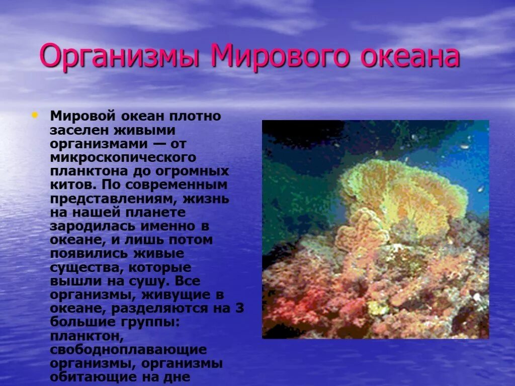 Жизнь в океане доклад 6 класс география. Организмы мирового океана. Живые организмы в Водах мирового океана. Многообразие жизни в океане. Жизнь в океане доклад.