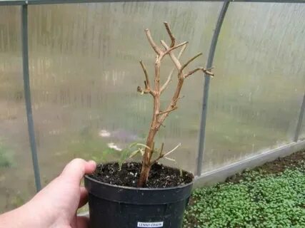 Как обрезать фуксию на зиму