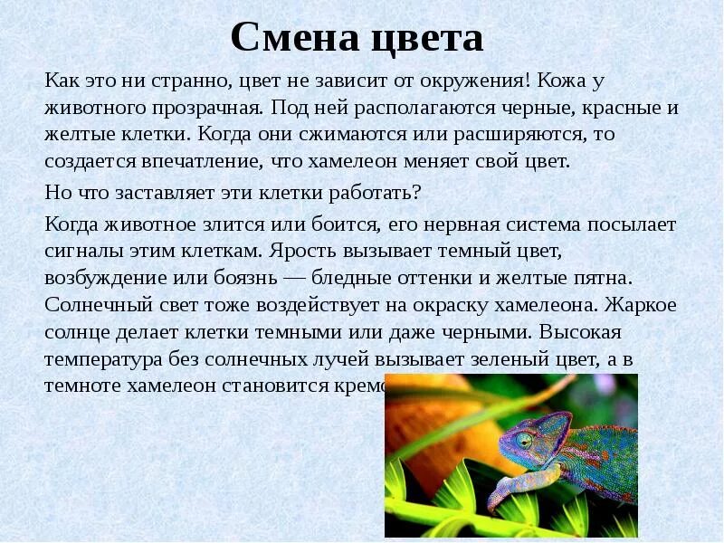 Хамелеоны рассказ 6 класс. Сообщение о хамелеоне. Хамелеон доклад. Хамелеон краткий доклад. Интересные факты о хамелеонах.