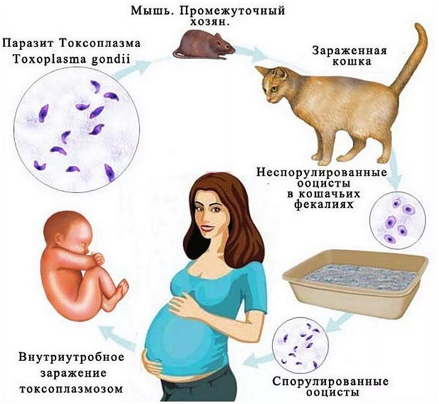 Как выявить токсоплазмоз у человека. Симптомы заражения токсоплазмозом. кошачий паразит токсоплазмоз. токсоплазмоз механизм заражения. токсоплазмоз источник инфекции.