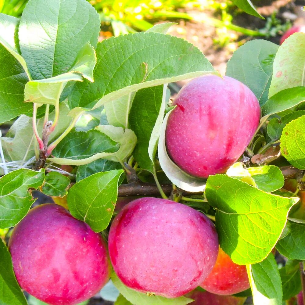 Антоновка яблоня семеренко. Яблоня уэлси. Сорт яблони северо запад. Яблоня московское позднее. Сорт яблони толунай.