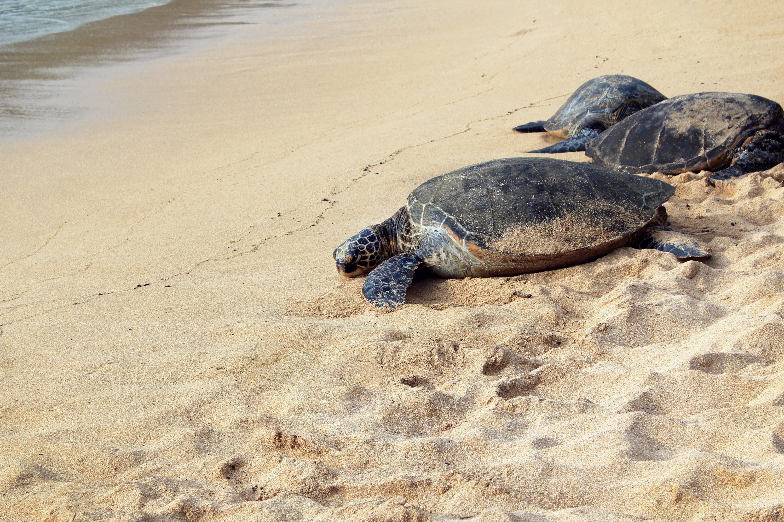 Черепаший пляж шри. Кожистая черепаха. Кожистая морская черепаха. Черепаха Каретта (логгерхед). Остров тартл (Черепаший остров).