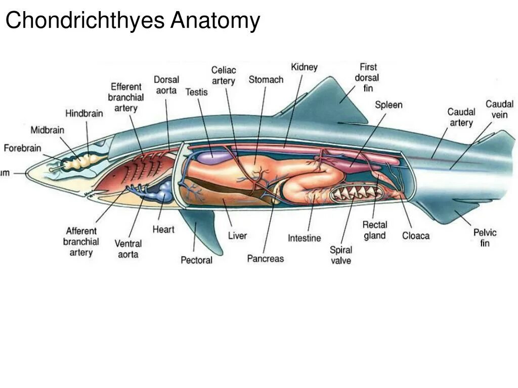 Строение пищеварительной системы акулы. Внутреннее строение позвоночных животных. Мышечная система хрящевых. Выделительная система акулы. Пищеварительная система акулы схема.