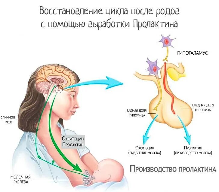 Через сколько восстанавливается цикл