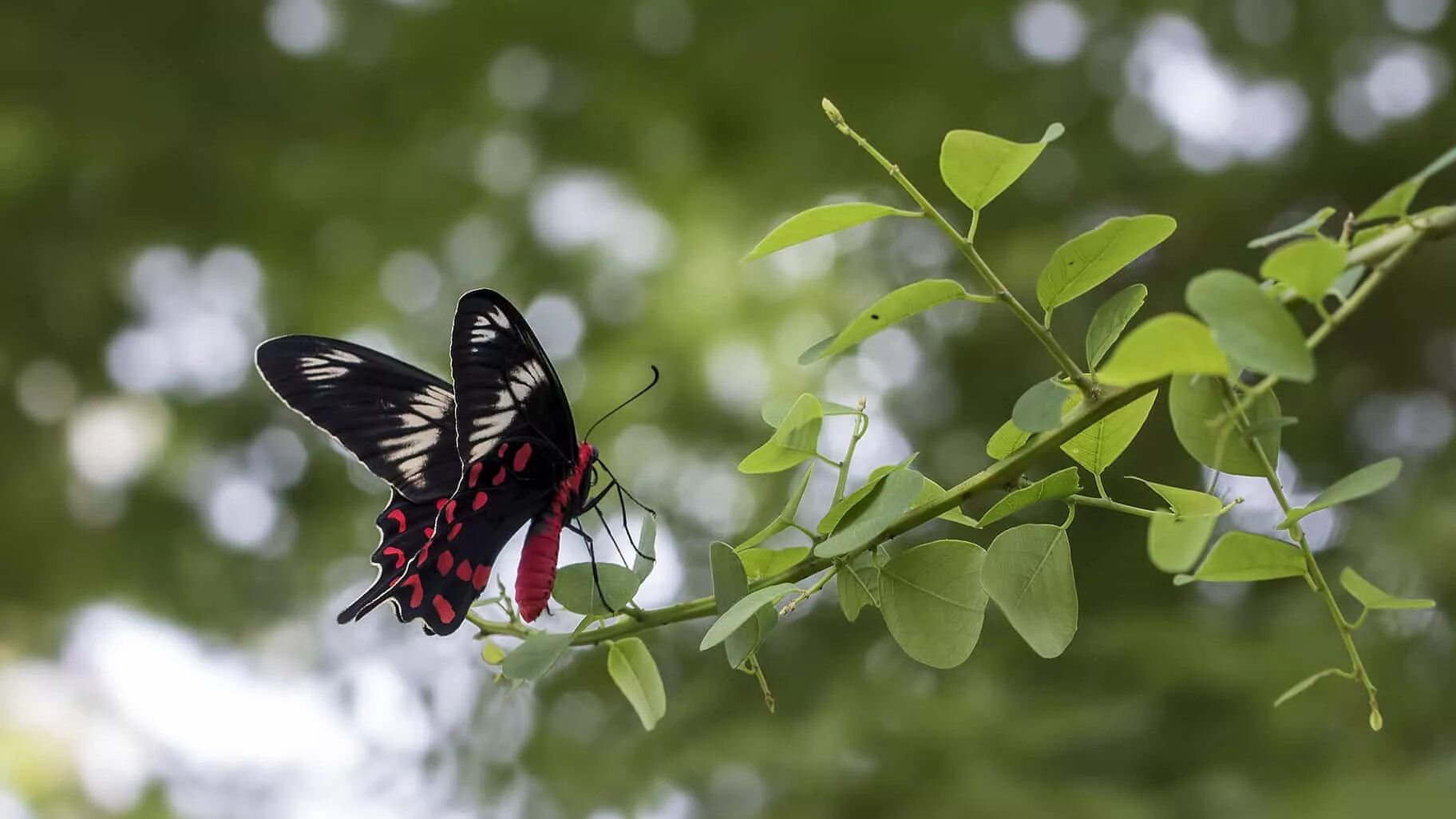 Песня называется бабочки. Перламутровка ефросина. Желтушка шафрановая бабочка. Темно коричневая бабочка. Желтушка colias croceus.