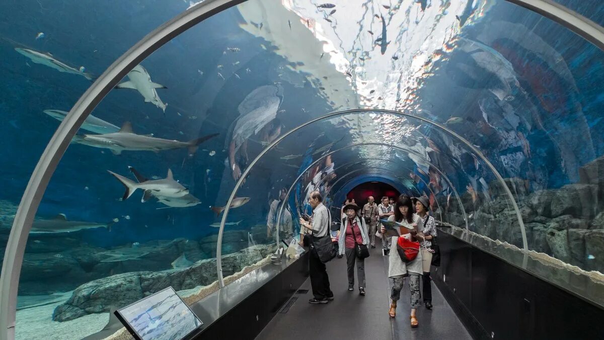 В астане открылся большой океанариум. Aquarium. Думан астана океанариум режим. Океанариум айленд астана. Океанариум тюмень наутилус.