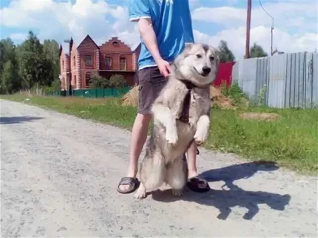 Соболево 3
