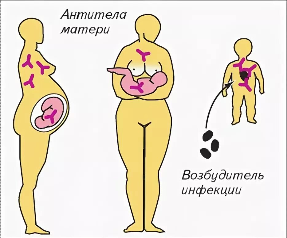 Передача от матери к плоду. Иммунитет от матери к ребенку. Передача иммунитета от матери к ребенку. Иммунитет переданный от матери. Антитела от матери к ребенку.