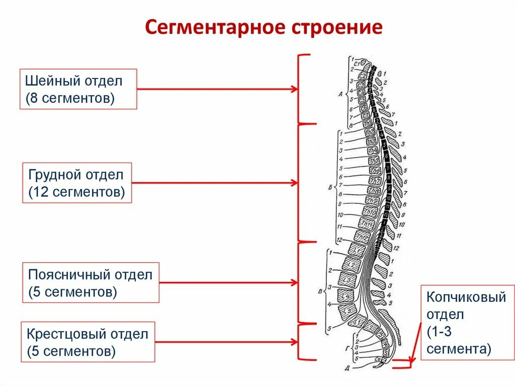 В шейном отделе спинного мозга сегментов. Сегментарное строение спинного мозга. Сегментарное строение спинного мозга анатомия. Строение спинного мозга шейные сегменты. Функции шейных сегментов спинного мозга.