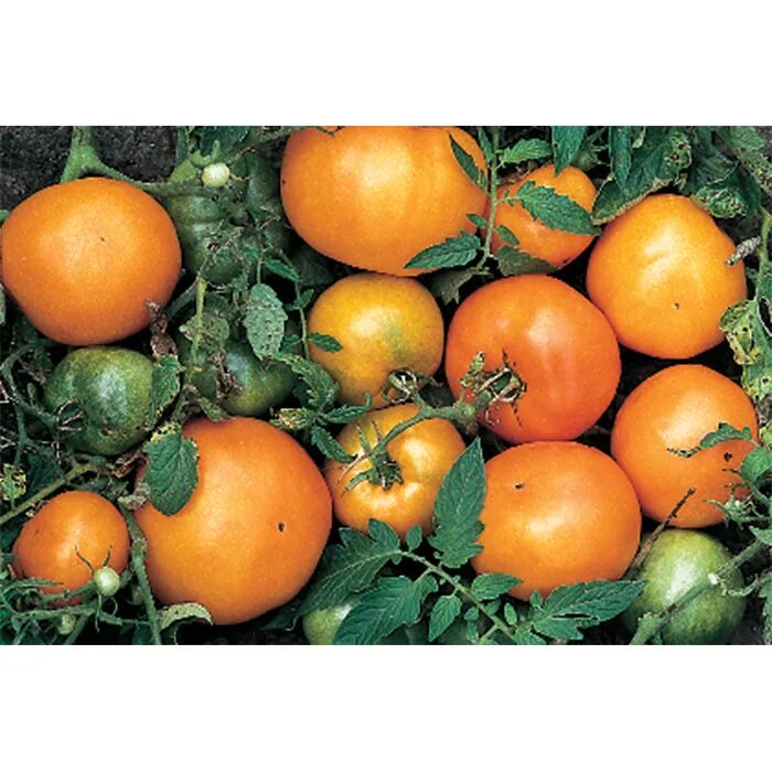 Томат Амана оранж. Томат оранж биф. Томат Orange Heirloom. Томат оранж Хелс.