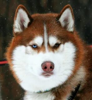 Хаски персик