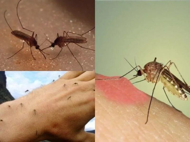Комары к чему снятся в большом количестве. Малярийный комар кусает. Малярийный комар опасен. Малярийный комар укус смертельный?.