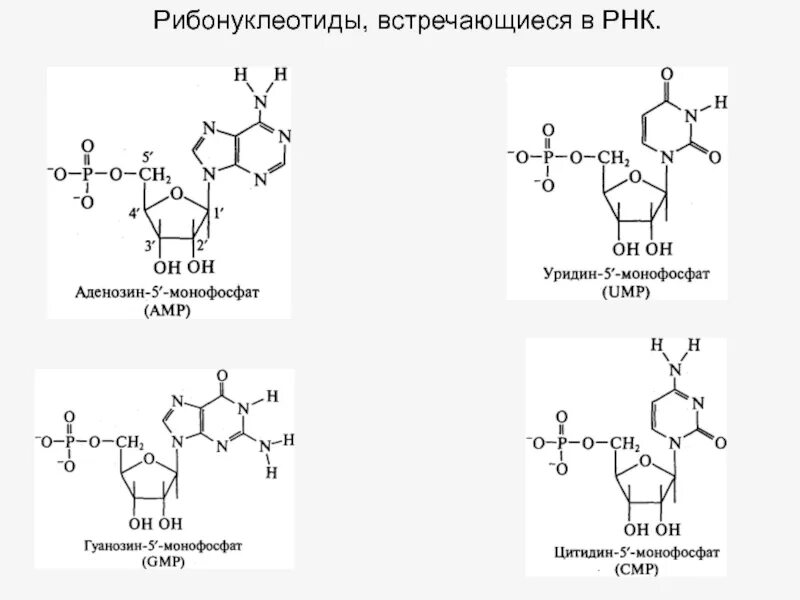 Мононуклеотиды ДНК формулы. Мононуклеотиды РНК формула. Рибонуклеотиды формула. Аденозин рибонуклеотид.