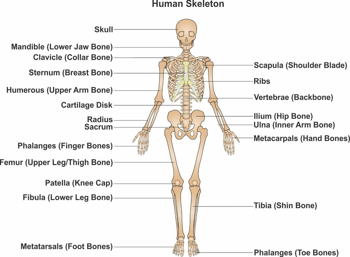 Строение скелета на английском. Костная система человека скелет. Скелет человека с названием костей на английском. Скелетная система кости. Человек латинское название