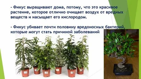 Фикус польза