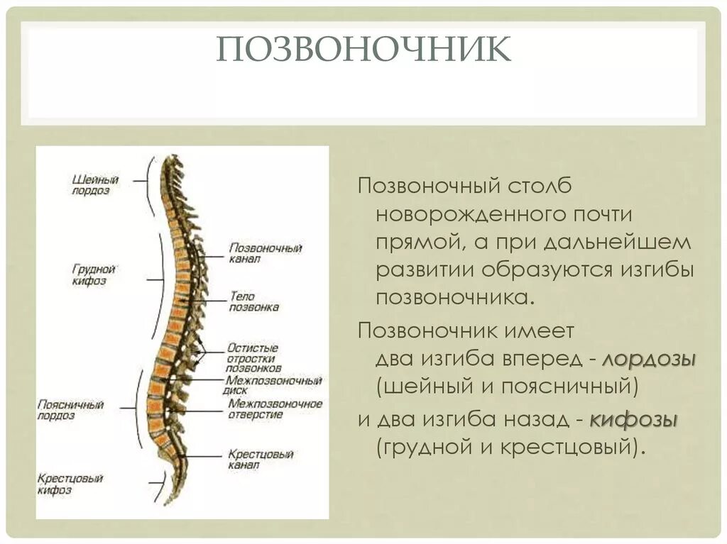 Отростки позвоночника. Изгибы позвоночного столба. Позвоночный столб новорожденного. Остистые отростки позвоночника.