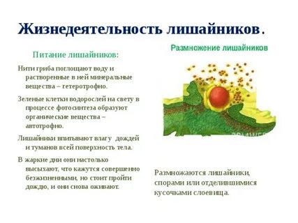 Лишайники питание