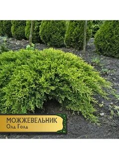 Можжевельник олд голд размеры