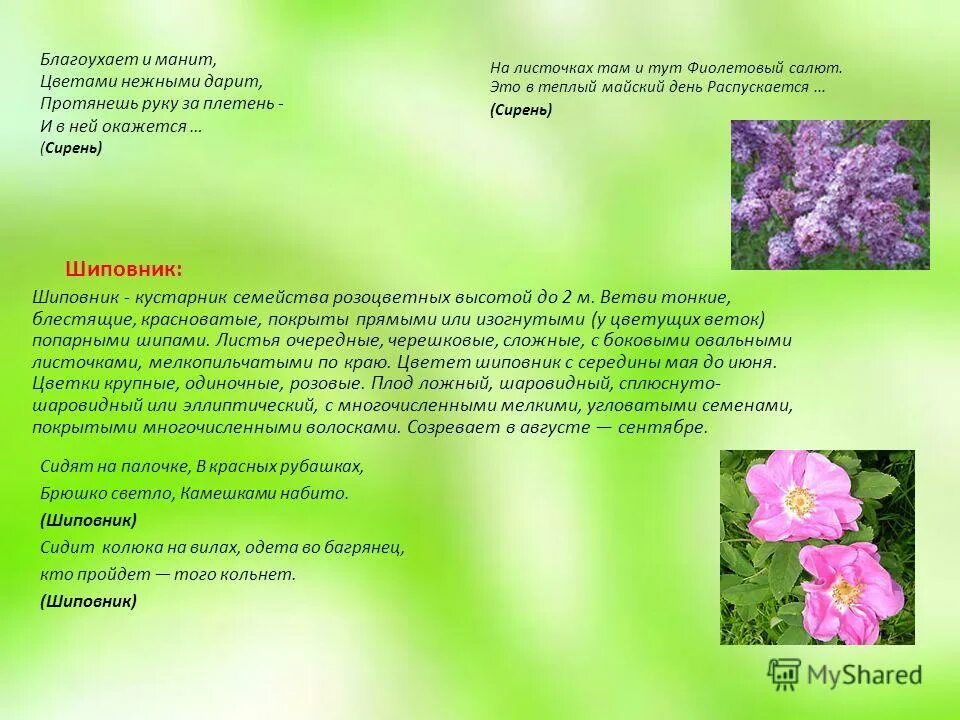 благоухая морфологический