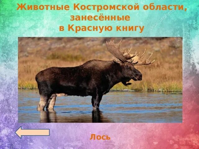 Лось занесен в красную. Животные Костромской области занесенные в красную. Краснокнижные животные Костромской области. Лось красная книга. Животные Костромской области занесенные в красную книгу.