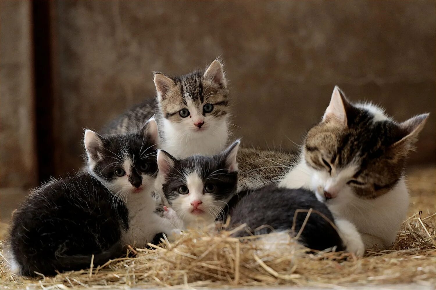 Pisici. Другое про котят. Кошачья семейка. Котята милашки. Полосатый друг.