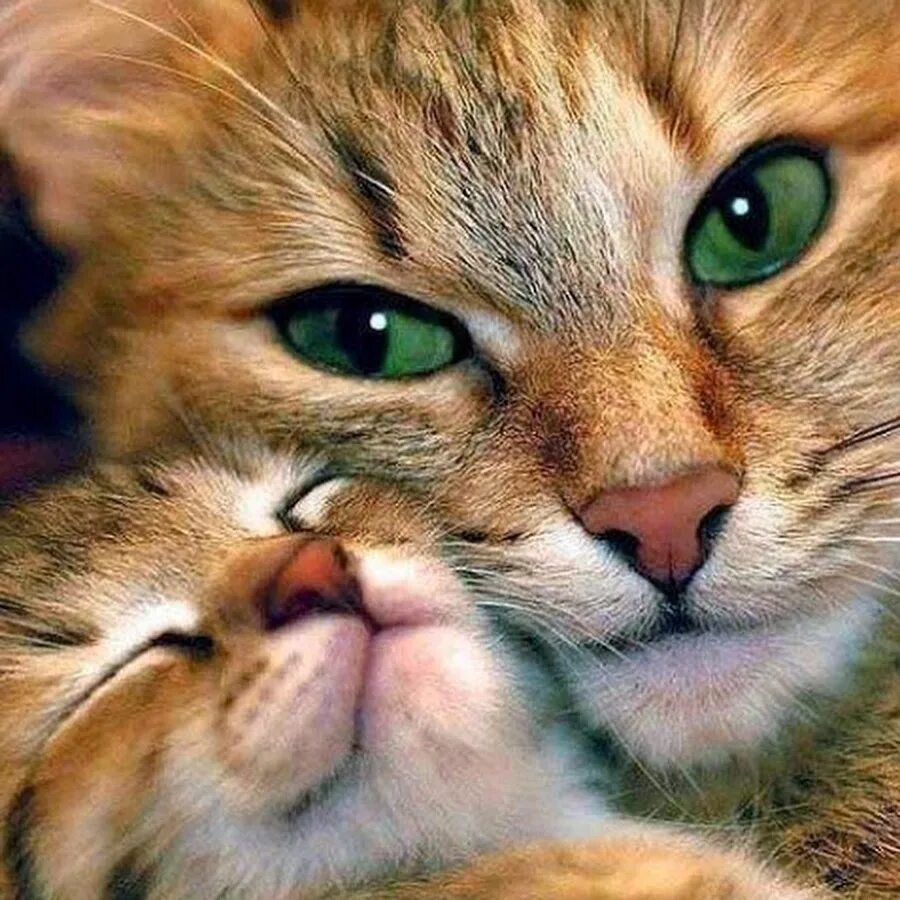 Киса мурка. Кошки. Мама кошка. Кошка с котятами. Красивые коты.