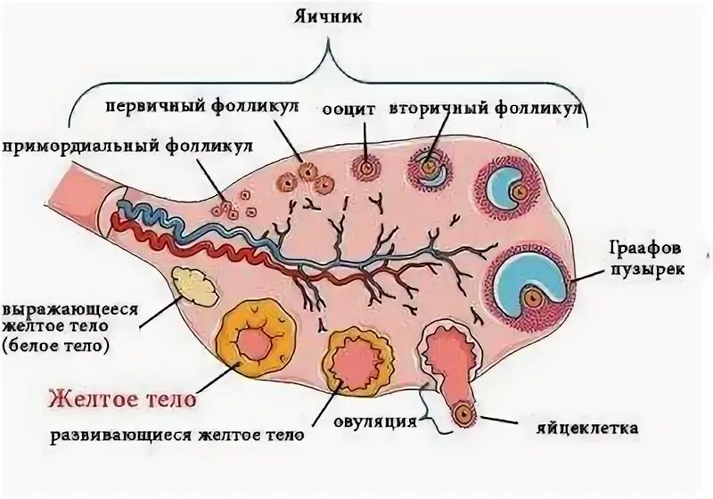 3 5 фолликулов в яичнике. Фолликулы в яичниках анатомия. Строение фолликулы яйцеклетки анатомия. Многослойный фолликул. Стадии развития желтого тела.