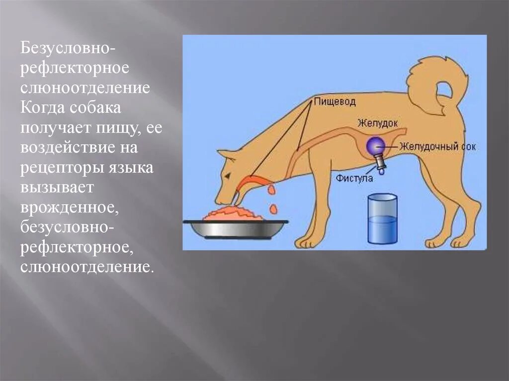 Безусловный рефлекс слюноотделения. Безусловный рефлекс слюноотделения Павлов. Опыты Павлова слюноотделение. Эксперимент Павлова презентация. Безусловно рефлекторное слюноотделение.