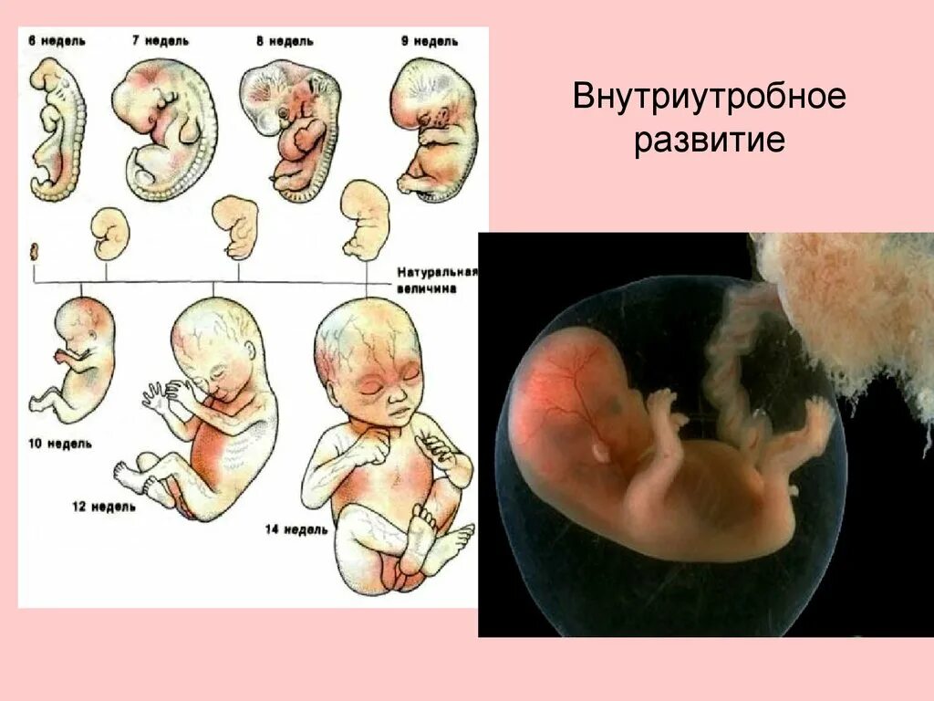 Стадии внутриутробного развития плода человека. Внутриутробное развитие эмбриона плода по неделям. Стадии внутриутробного развития схема. Этапы внутриутробного развития ребенка. Особенности внутриутробного развития человека