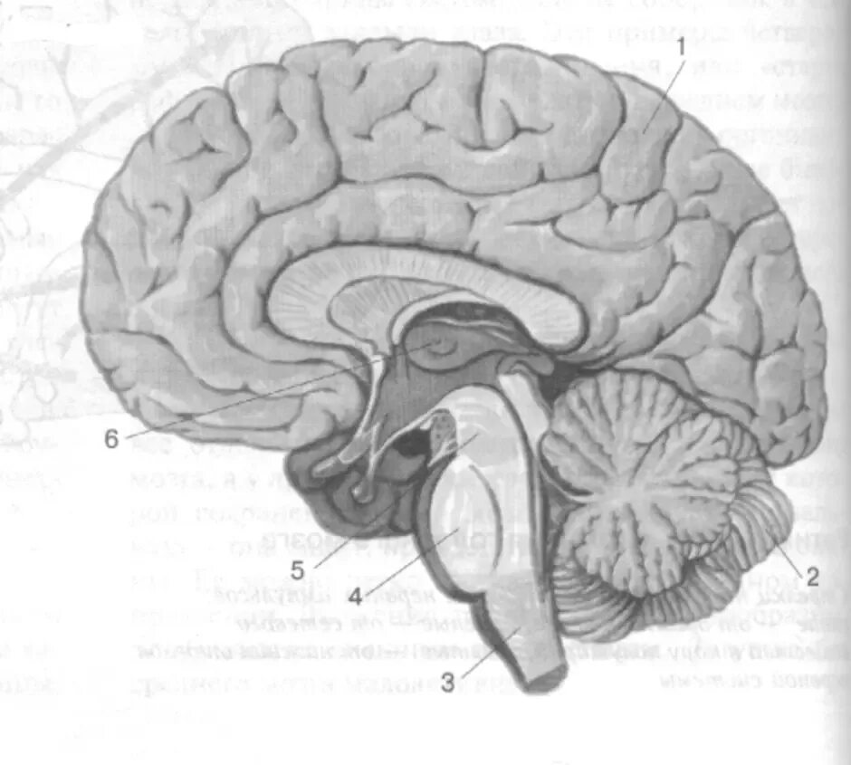 Рисунок мозга биология 8 класс. Биология отделы головного мозга. Строение головного мозга биология 8. Структуры головного мозга биология 8 класс. Отделы головного мозга рисунок 8 класс биология.