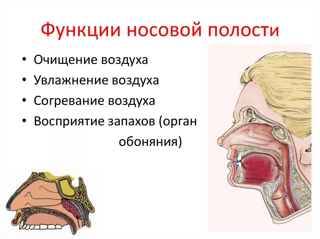 Функция полости носа в дыхательной системе. Функции носовой полости в дыхательной системе. Носовая полость строение и функции. Строение органов дыхания носовая полость.