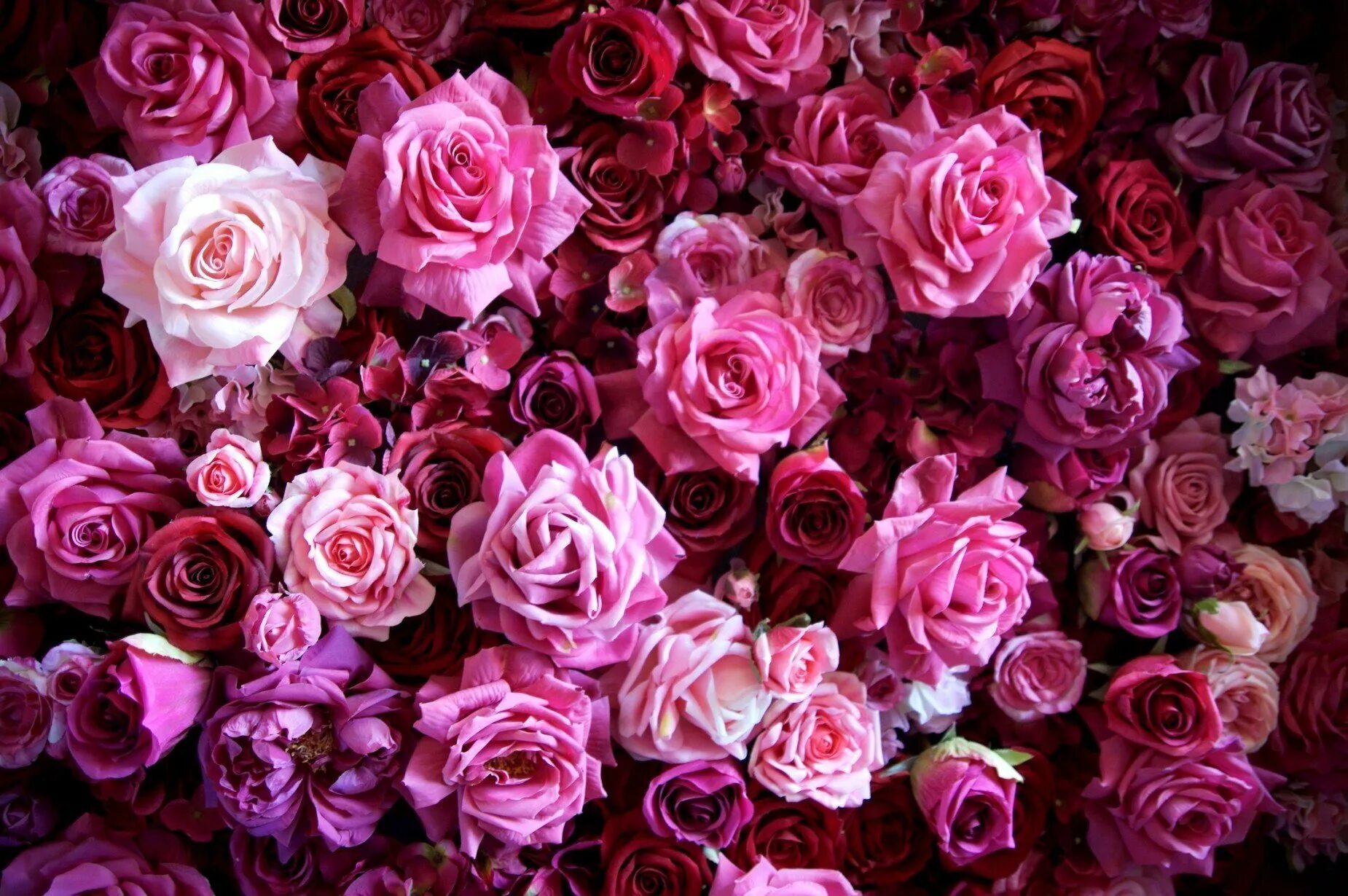 Розовые цветы. Цветочный фон. Розы фон. Малиновые цветы. Обои розочки