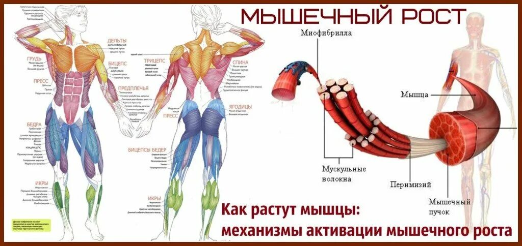 Как мышца становится сильнее