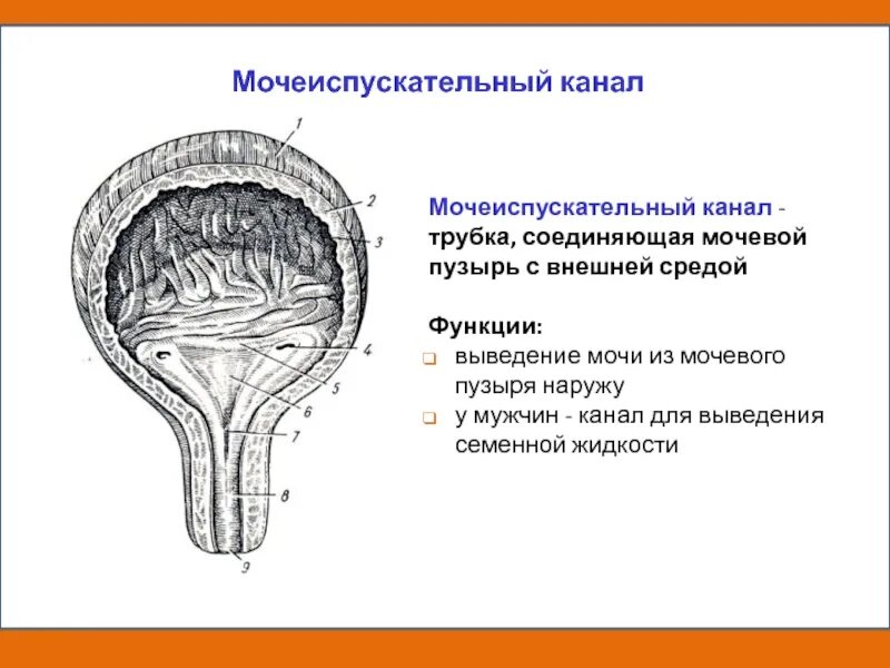 Мочевой пузырь строение и функции анатомия. Мочевой пузырь строение и функции. Схема строения мочевого пузыря. Функции мочевого пузыря анатомия.