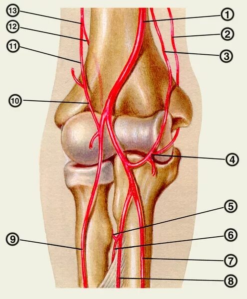 Артерии локтевого сустава анатомия. Кровоснабжение коленного сустава топографическая анатомия. Локтевой сустав топографическая анатомия. Артериальные коллатерали области локтевого сустава.