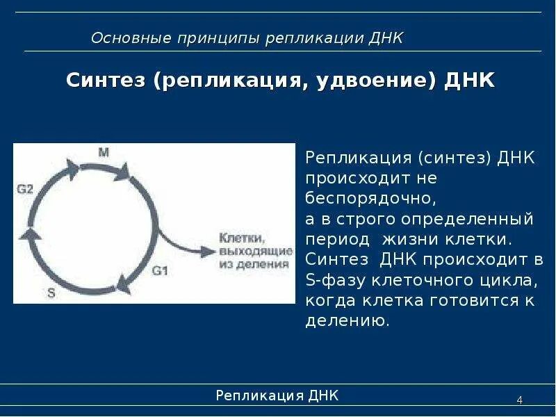 Синтез днк происходит в период