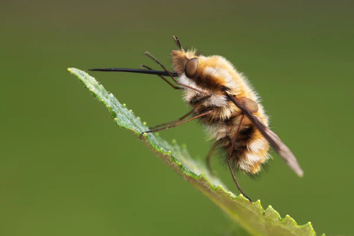 Bee fly. Anastoechus nitidulus. Двукрылые пчелы. Bee is Fly.