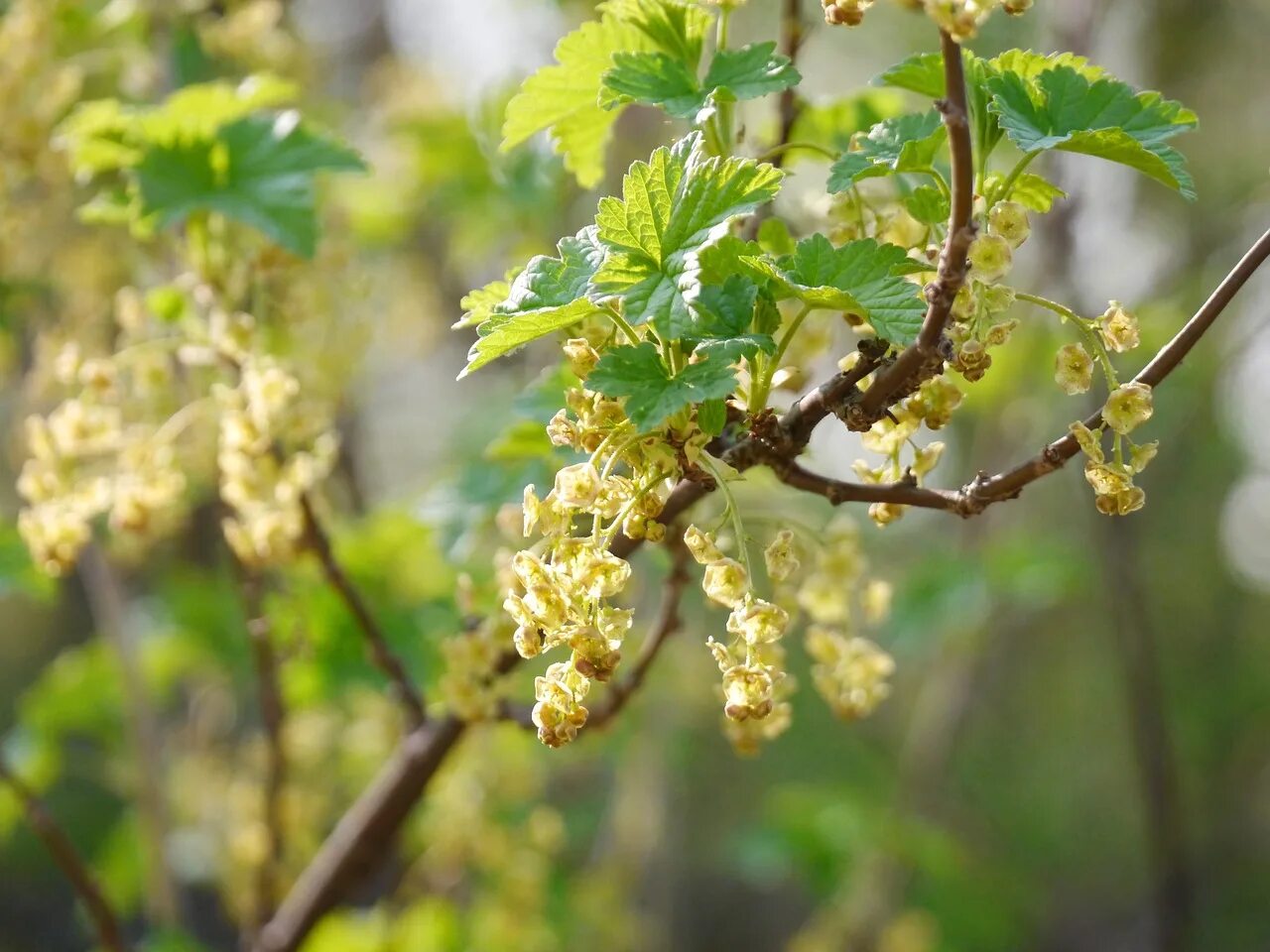 Цветение смородины. Ribes niveum куст. Черная смородина цветение. Красная смородина цветет.