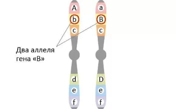 Обе пары генов расположены в разных хромосомах. Аллельные гены в хромосомах. Гомологичные хромосомы и аллельные гены. Пары гомологичных хромосом. Гомологичные хромосомы и негомологичные хромосомы.