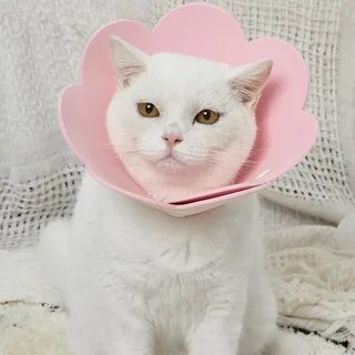 Воротник для кошек